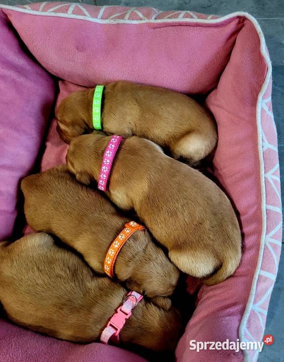 Zapowiedź miotu Golden Retriever ciemno złote Poręba sprzedam