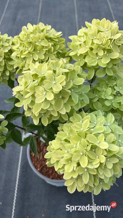 Hortensja bukietowa różne odmiany transport i Rośliny Warszawa