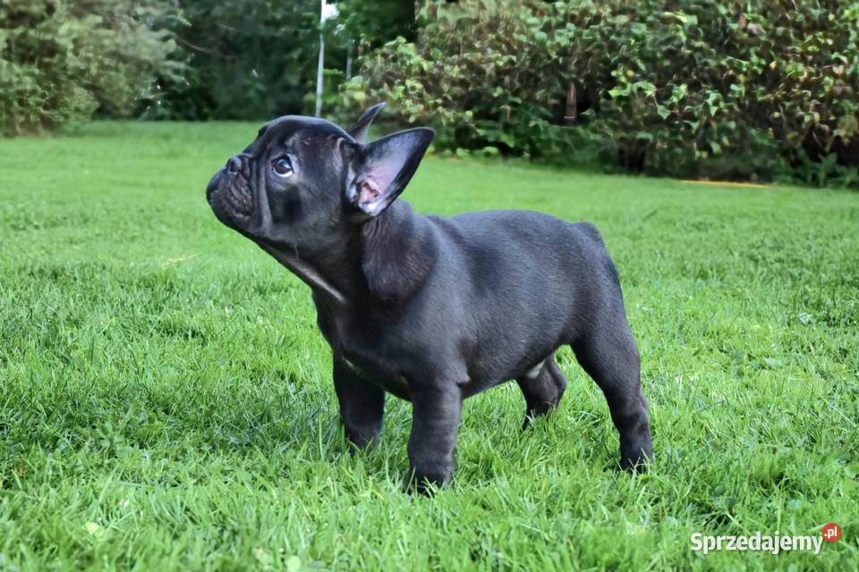 Piękne szczenięta buldoga Warszawa