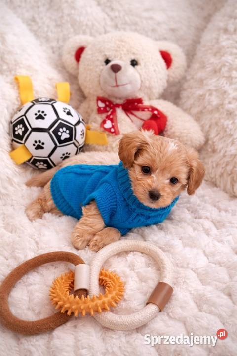 Maltipoo piesek mama maltańczyk tata pudel toy Busko-Zdrój sprzedam