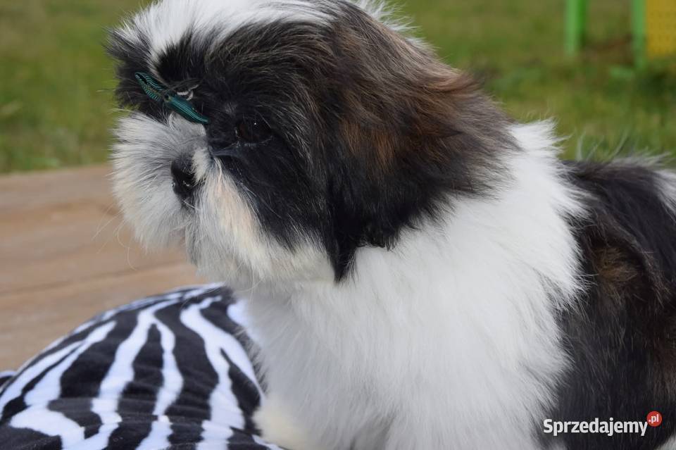 Shih Tzu pies szczeniak cudowny kolor