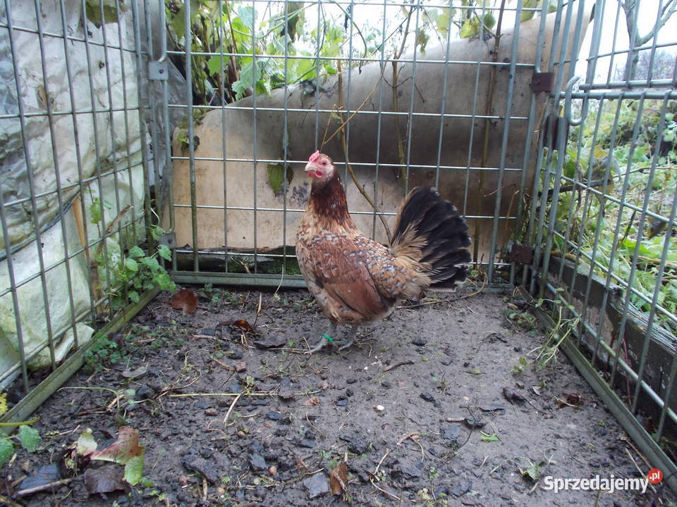 Liliputki nakrapiane różyczkowe para kogut kura