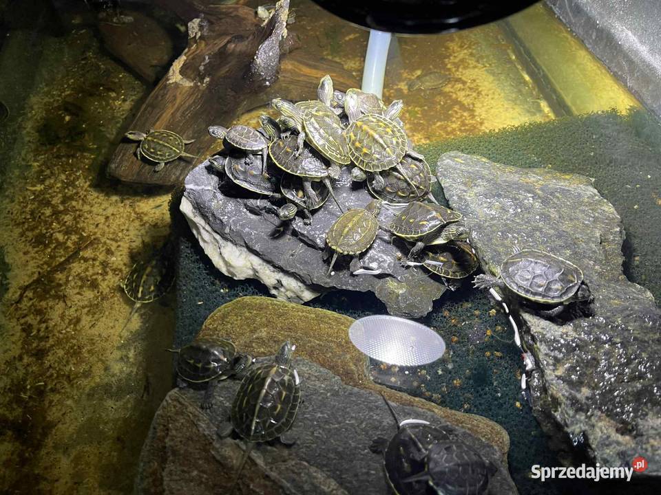 Żółw wodnolądowy chiński Mauremys reevesii śląskie Gliwice