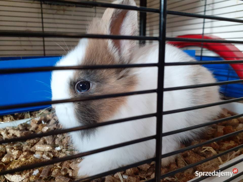 4 miesięczna samica królika miniaturki podlaskie Białystok