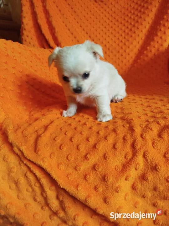 Urocze szczenięta rasy Chihuahua Płońsk sprzedam