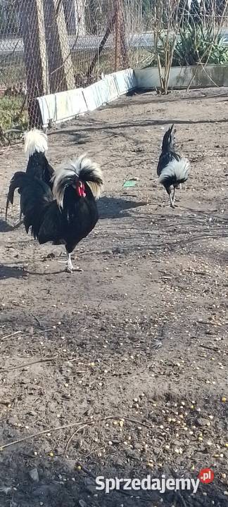 Sprzedam białoczub holenderski