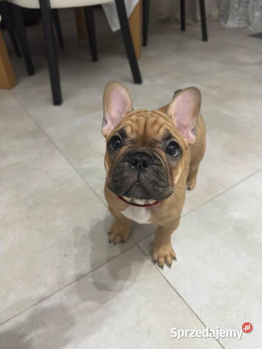 Buldog Francuski suczka BuFu Joko