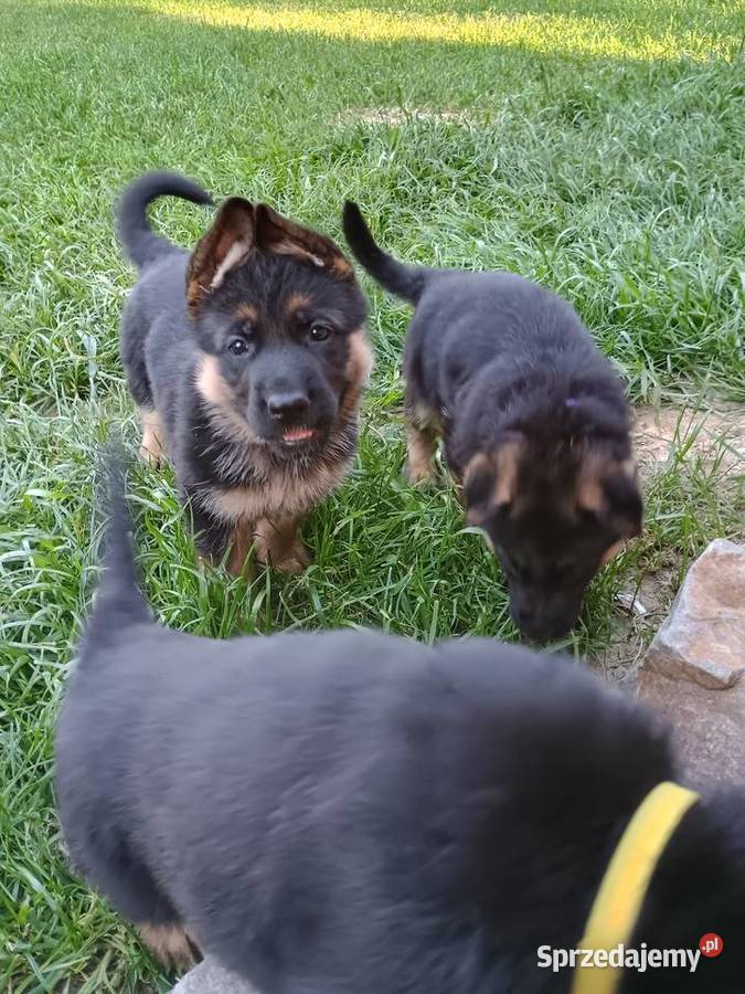 Szczeniak owczarek niemiecki krótkowłosy małopolskie Nowy Sącz