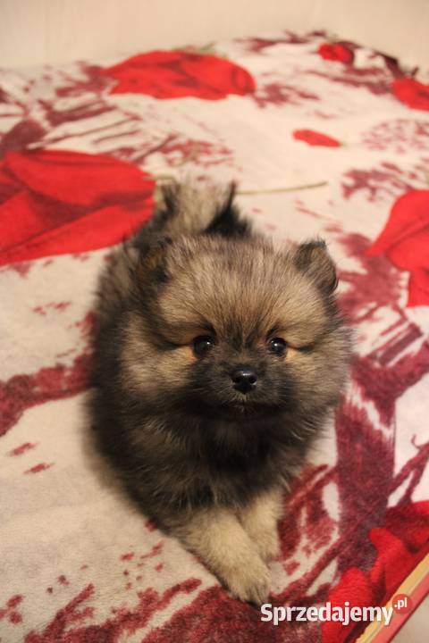 Szpic miniaturowy pomeranian nietypowy kolor Kaliska