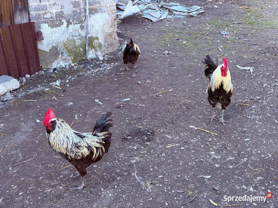 Kaczki kaczory koguty Własna sprzedam