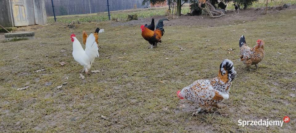 Jajka lęgowe sprzedam Tokarówka