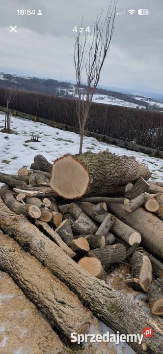 Dąb w klocku do przerobu stolarskiego Trzcinica sprzedam