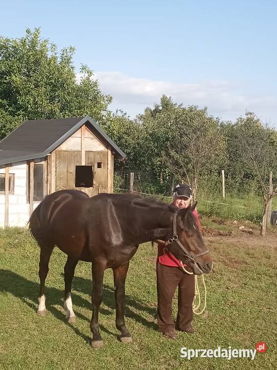 Sprzedam walacha Brodnica sprzedam
