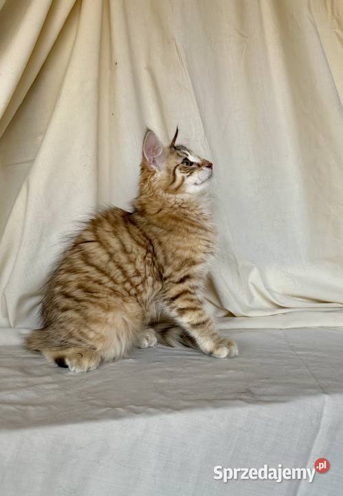 Norweskie kocięta Leśne Ostrołęka