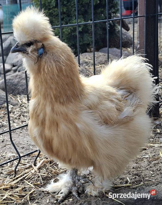 Jajka lęgowe silki usa Łochów