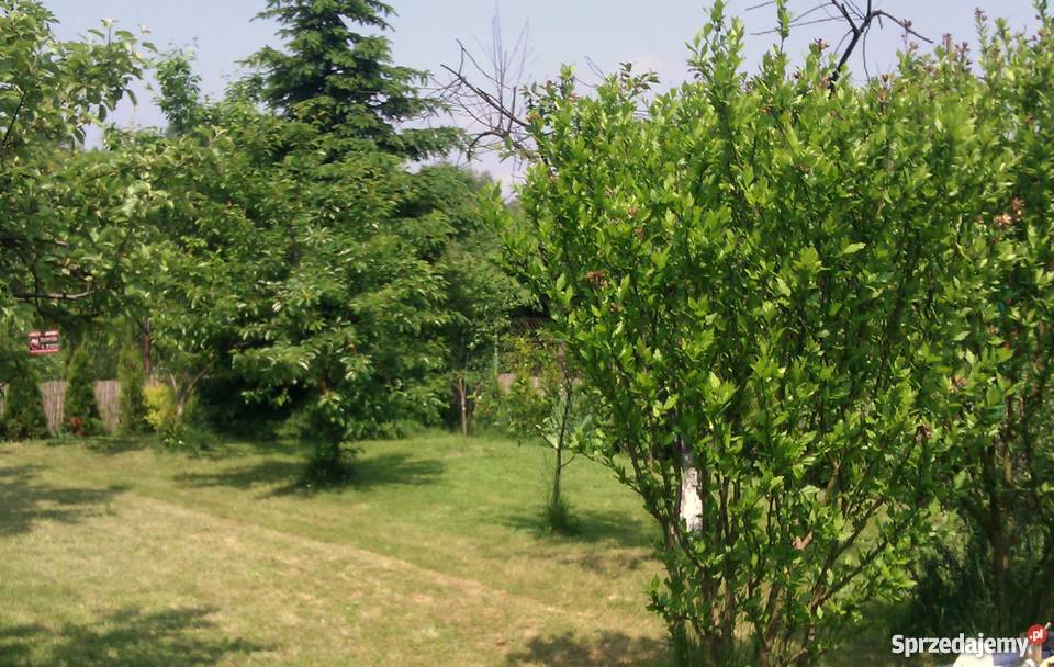 Ogródek działkowy KatowiceSiemianowice Siemianowice Śląskie