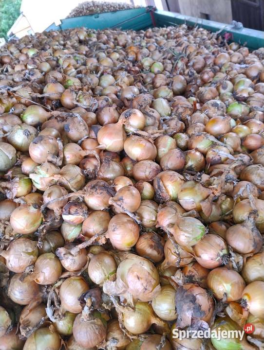 Cebula odmiana Panther Turlejewo