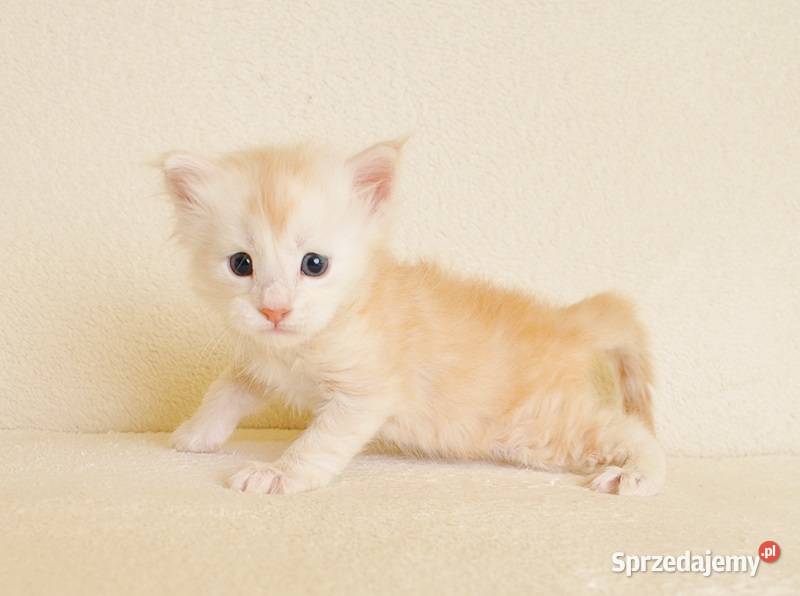 Przepiękny biszkoptowy kocurek z Rodowodem podlaskie Białystok