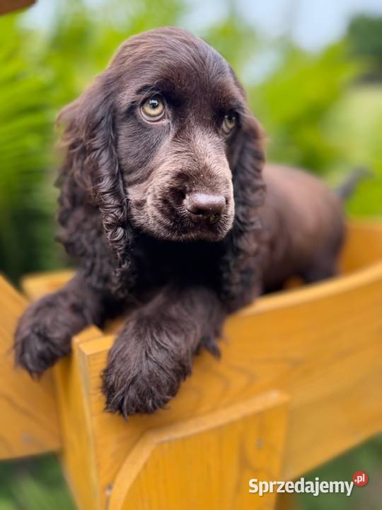 Śliczna czekoladowa suczka Cocker Spaniel Kraków sprzedam