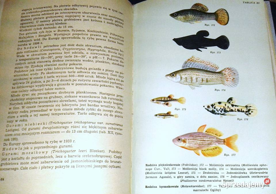Akwarium A Taborski J Landowski K Gabryś Chełm
