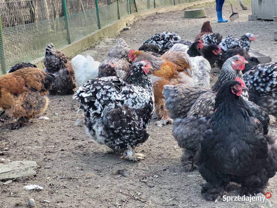 Jaja lęgowe Kochin Olbrzymi Kramarzówka