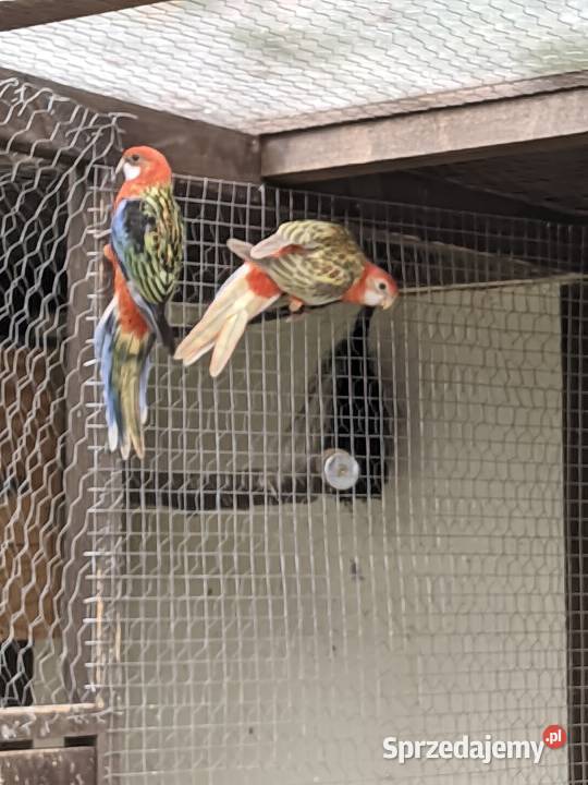 Rozella białolicarudosterki Jazowsko