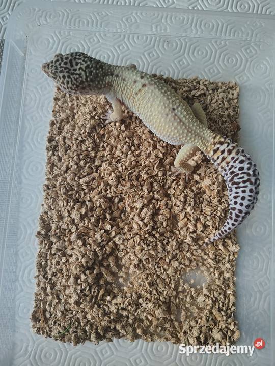 Eublefar lamparci