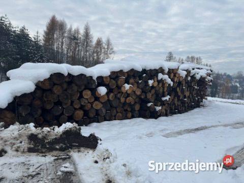 Dąb Tarcica kłoda dębowa Olszówka