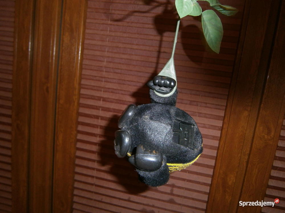 Małpka pomorskie Gdynia