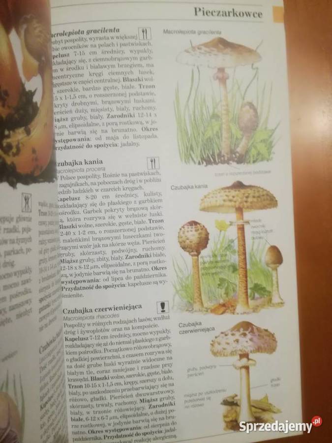 Grzyby Polski i Europy David Pegler