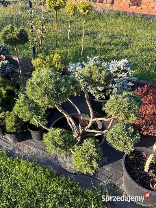 bonsai sosna gnom 120 Biertowice