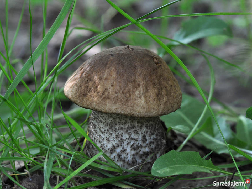 Grzybnia Koźlarz Czarnobrązowy Grzyby w Ogrodzie Bydgoszcz