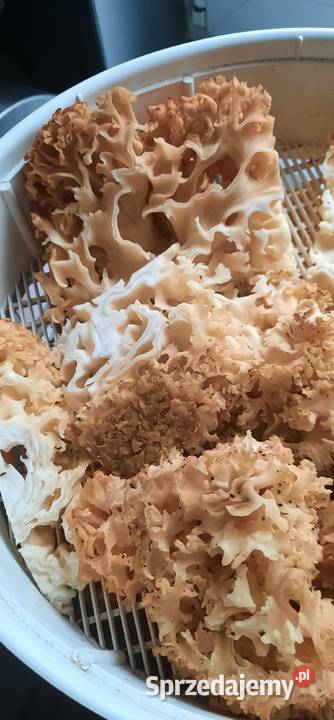 Siedzuń sosnowy suszony Koszalin