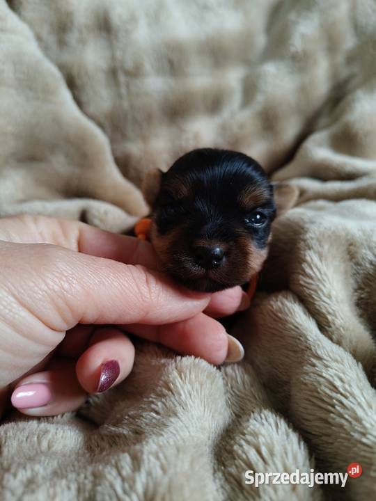 Yorkshire terrier do rezerwacji Łążynek