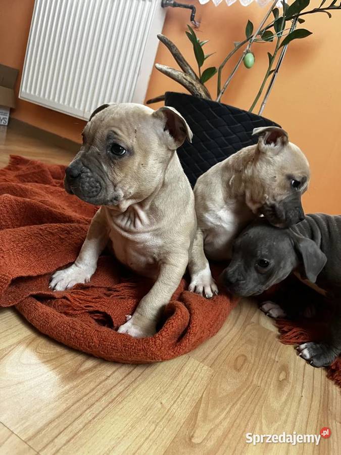 Sprzedam Amstaff Amstaff