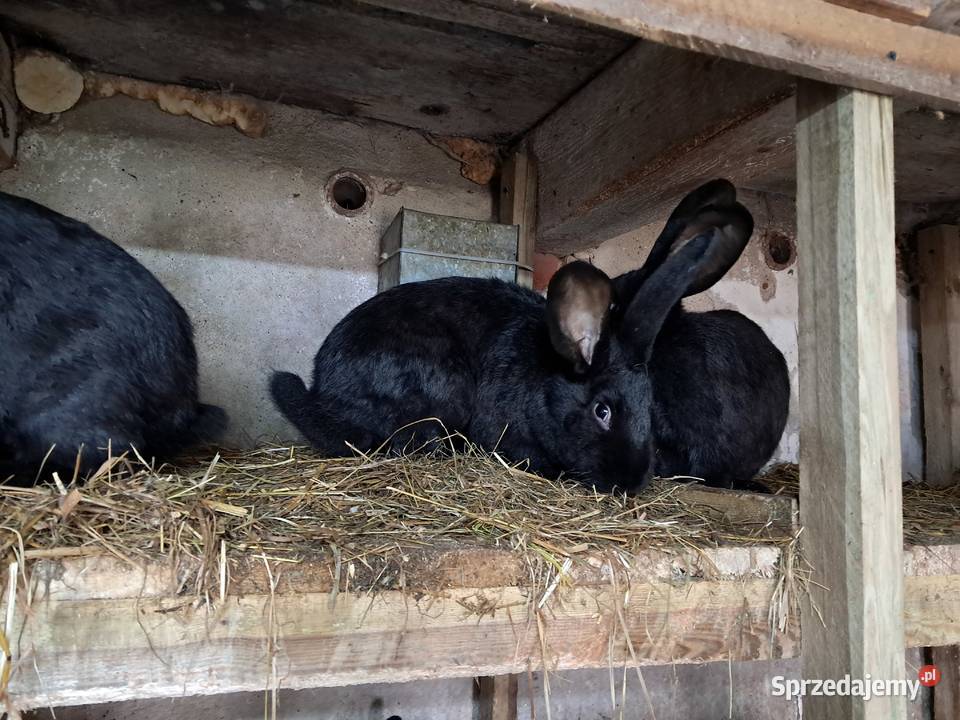 Króliki na chów Roztocznik