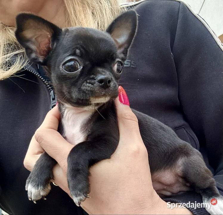 Chihuahua szczeniak świętokrzyskie Raczyce
