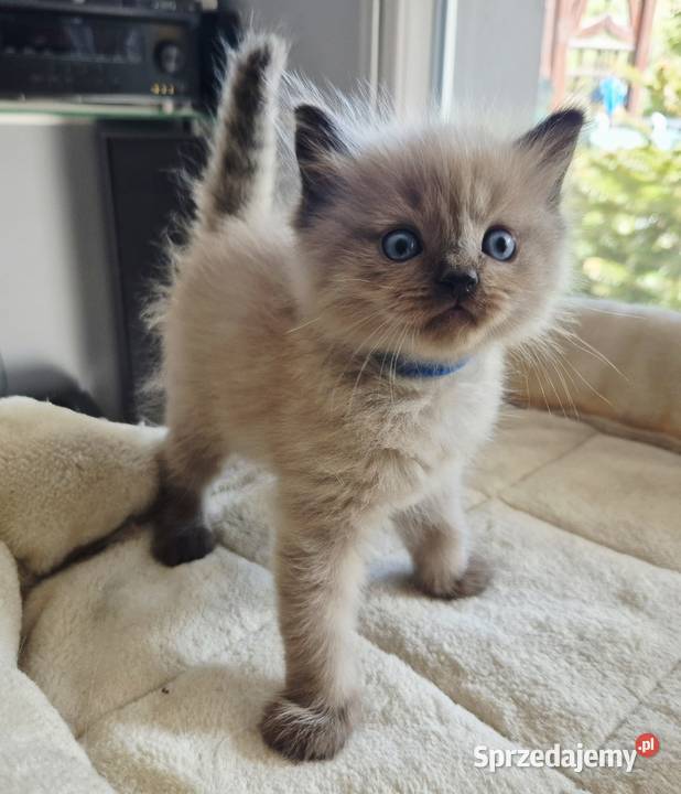 Kocięta Ragdoll mink czyli Cherubim małopolskie Kraków