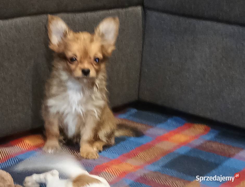 Chihuahua pieski Chihuahua wielkopolskie Września