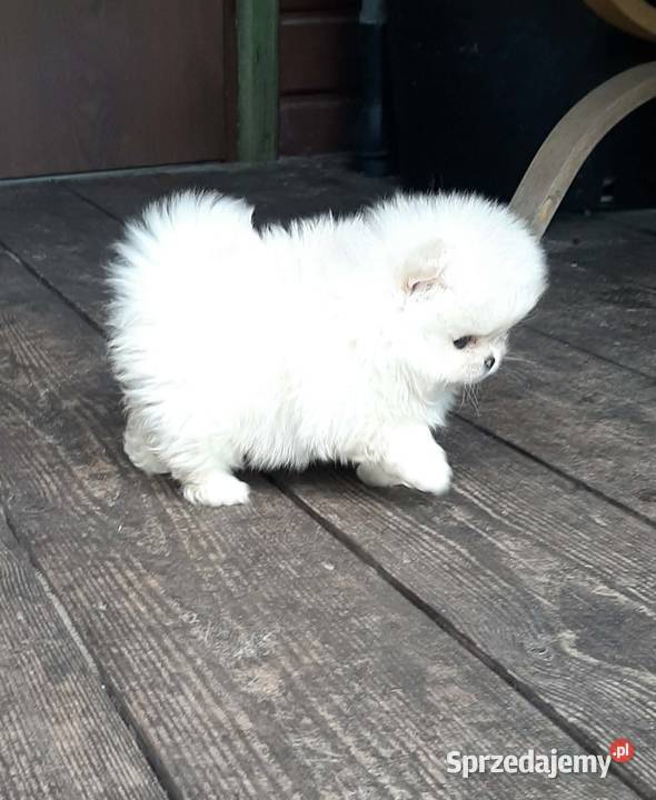 Szpic miniaturowy pomeranian miś łódzkie Pabianice