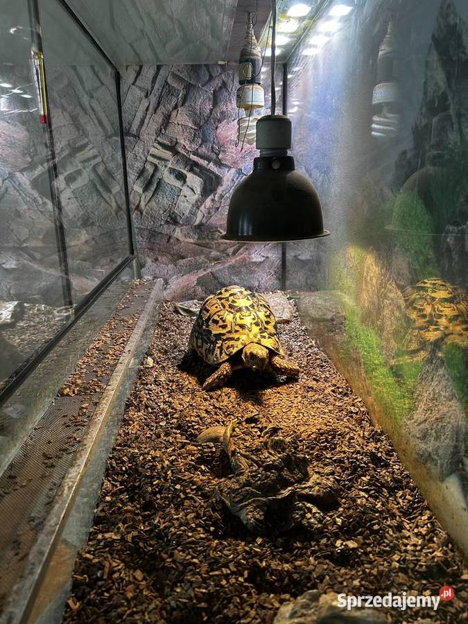 Żółw lamparci z terrarium i komodą łódzkie Łódź sprzedam