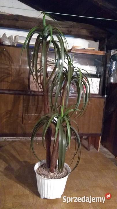 Drzewo dekoracyjne sztuczne z doniczką ok 150 Lubliniec sprzedam