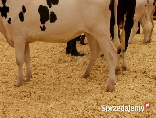 Współpraca wspólnik inwestor w branży OZE Katowice
