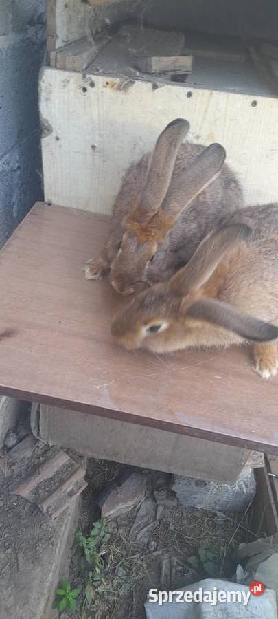 Kroliki mieszance mięsne Topola