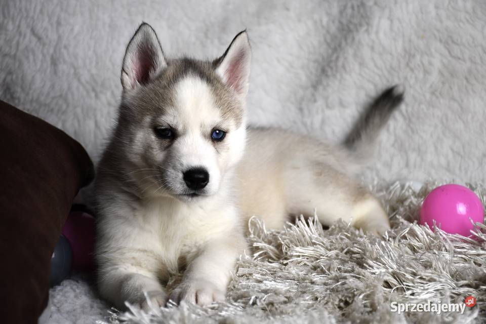 Siberian Husky szczenięta Championie Polski