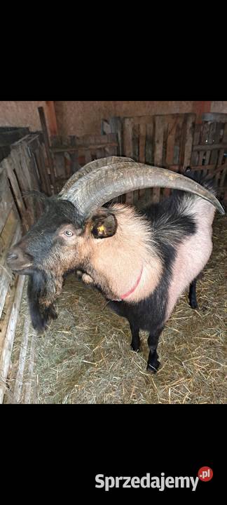 Sprzedam koziołki i kózki łódzkie Nowy Kawęczyn
