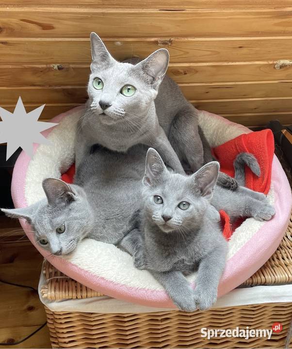 Kocięta Rrosyjskie Niebieskie WCF Łódź