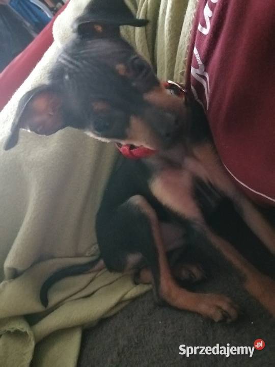 Pinczer Miniaturowyratlerek Pozostałe Psy sprzedam