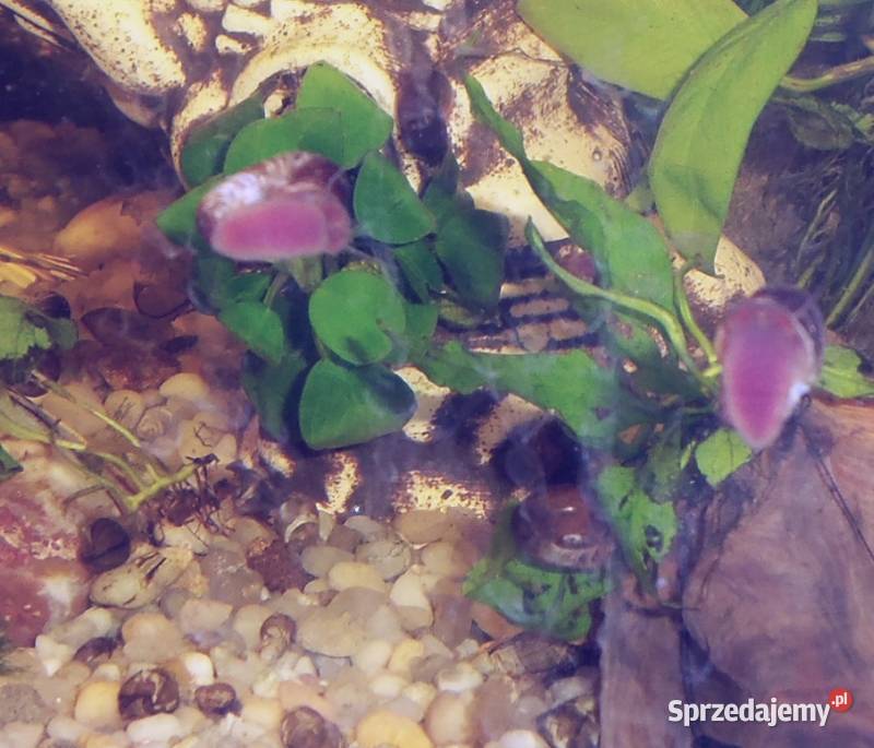Ślimaki zatoczki do akwarium, rośliny, donice