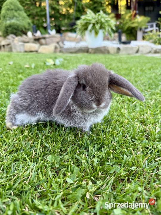 Króliki Miniaturki Mini Lop Godowa